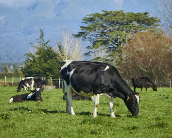 Craig Brown Photographer's image of cows in a paddock