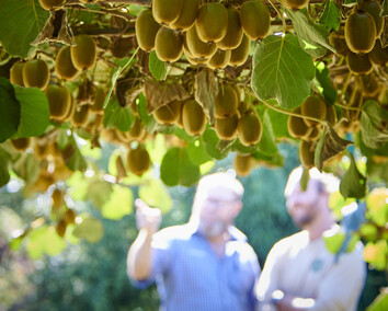 Craig Brown Photographer's image of two men in background of a kiwifruit vine