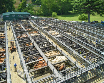 Craig Brown Photographer's image of cows at a sale yard