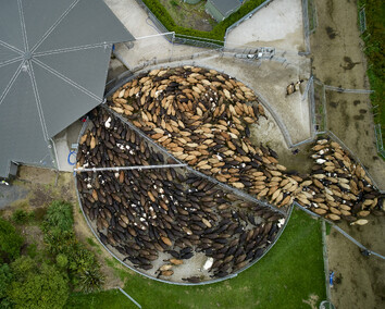 Craig Brown Photographer's arial image of cows going in for milking