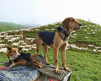 Craig Brown Photographer's image of two farm dogs on the back of a bike with sheep in the background