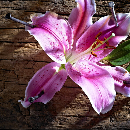 Craig Brown Photographer's image of a flower nailed to wood