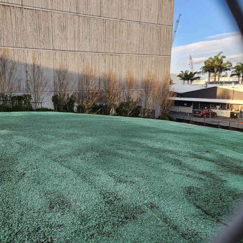Wild Flower Meadows, commercial eco-hydroseeding in Durham Street, Tauranga