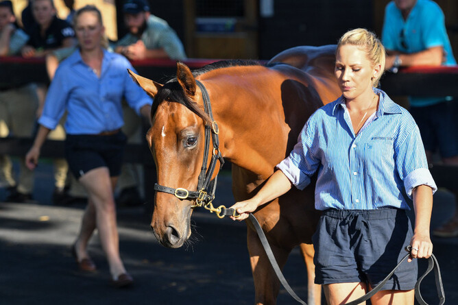 •Toffee Tongue as a yearling. Photo: Sarah Ebbett Photography