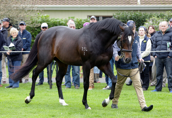 Novara Park stallion Sweynesse was represented by two impressive trials winners at Avondale on Tuesday - Trish Dunell