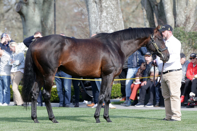 Cambridge Stud stallion Almanzor.  - Photo: Trish Dunell