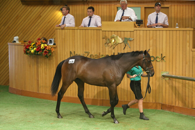 Group One winner The Chosen One as a yearling in the Phoenix Park draft Photo: Trish Dunell