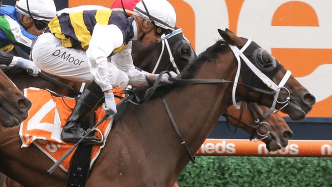 Daqiansweet Junior will represent Highview Stud in Tuesday's Gr.1 Melbourne Cup (3200m) at Flemington.  - Photo: Bruno Cannatelli