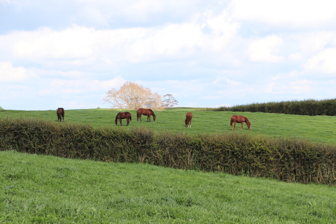 Young horses grazing at Curraghmore. Photo: Tara Hughes