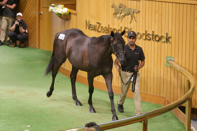 Lot 345, the Savabeel full-sister to Orchestral, sold for $2.4 million at New Zealand Bloodstock's National Yearling Sale on Monday.  - Photo: Kirstin Ledington