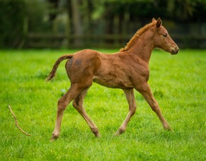 New Rule - 30 day foal notification