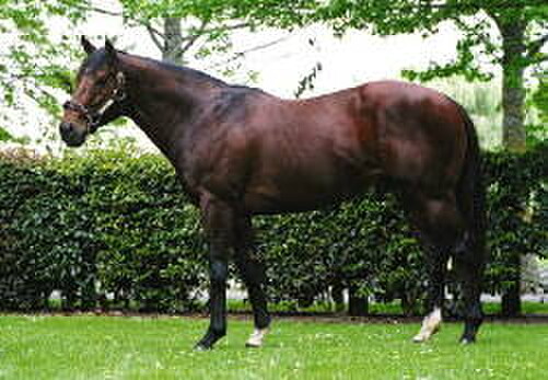 Bertolini, early leader of the 2005-06 NZ first season sires' list