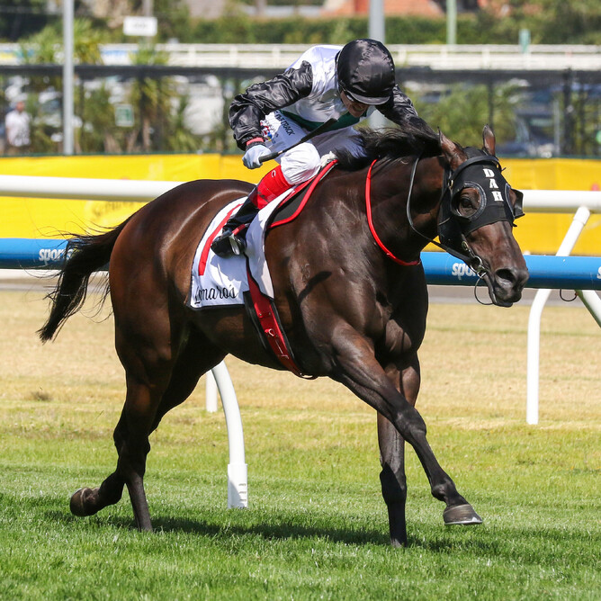 Champion Galloper Mr Brightside secures his ninth group one win in the Gr.1 Futurity Stakes (1400m) at Caulfield for Team Hayes and Jockey Craig  - Photo: Bruno Cannatelli