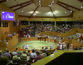 January dates retained for New Zealand Bloodstock Yearling Sale