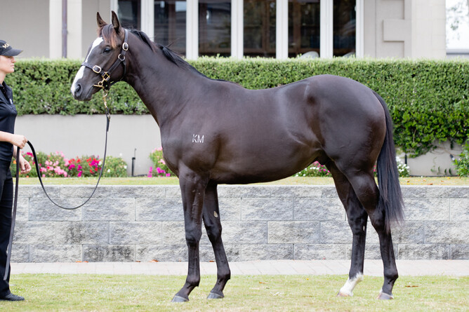 Platinum Invador as a yearling - Photo: Westbury Stud