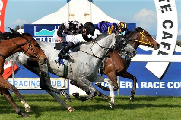 The Filly wins the Rich Hill Stud Taranaki Breeders' Stakes - Photo courtesy of Race Images