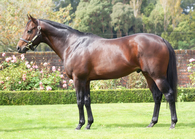 Little Avondale Stud stallion Per Incanto. Photo: Supplied