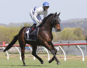 Massive offer rejected for star 3YO