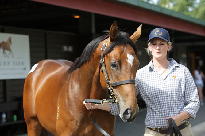 Lot 487, the Tavistock colt out of Zabeel mare La Belle Beel, was purchased by Henrietta, the Dowager Duchess of Bedford for $440,000. Photo: Trish Dunell