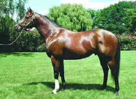 Stravinsky, sire of Avondale Guineas G2 winner Pulcinella