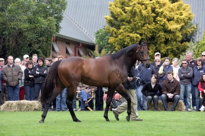 Darci Brahma parades at The Oaks Stud - Trish Dunell
