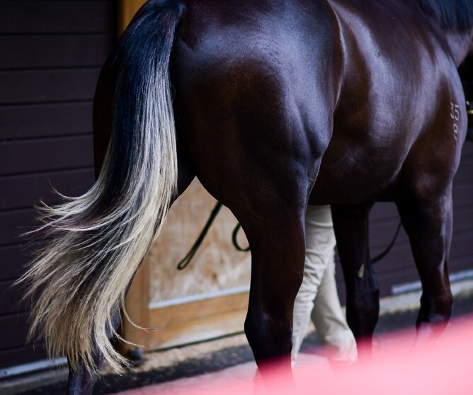 Entries for the 2021 National Online Yearling Sale are open now and will close on Wednesday 6 January 2021