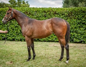 Aquis&rsquo; Real Bonus For Buyers And Breeders Extends To NZ Karaka Sale