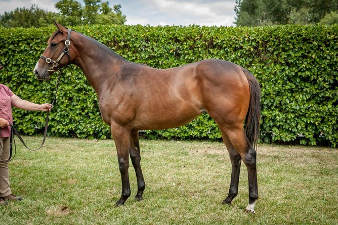Lot 310, the Divine Prophet x Startina filly consigned by Hallmark Stud