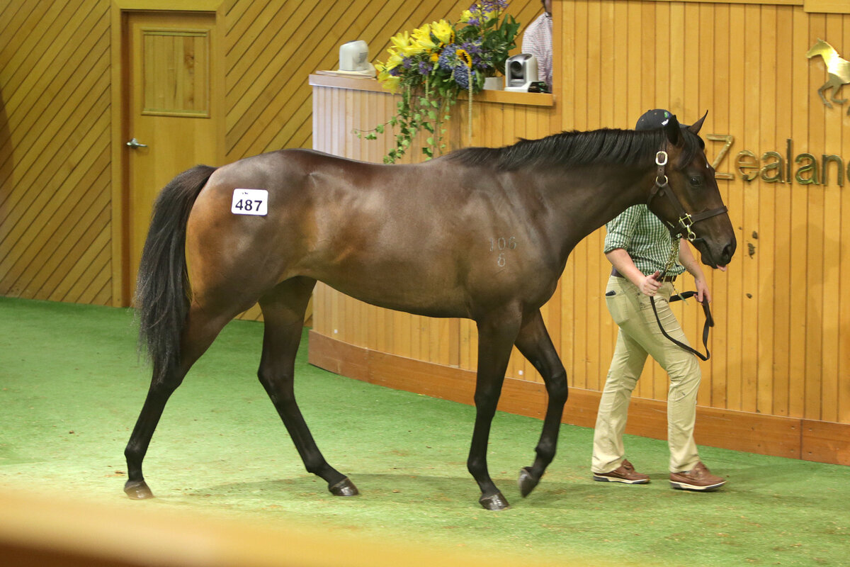 HAWTHORNE SECURES TOP PICK New Zealand Thoroughbred Breeders' Association