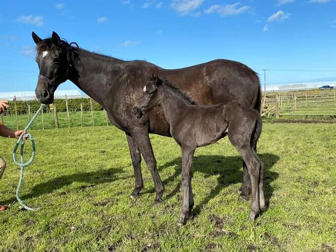 Broodmare of the Year Opulence. - Photo: Supplied