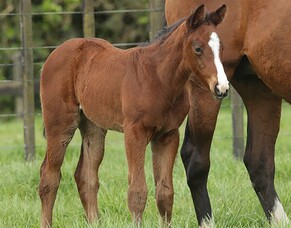 Satono Aladdin Foals impress Breeders