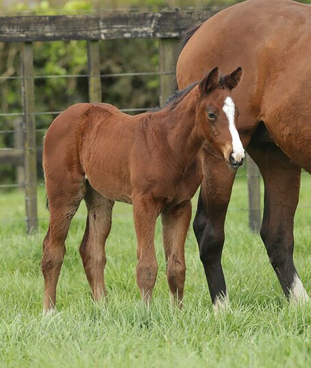 Satono Aladdin x Ruby Woo filly