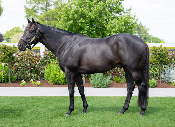 Cambridge Stallion Embellish had his first trial winner at Cambridge on Tuesday. - Photo: Supplied