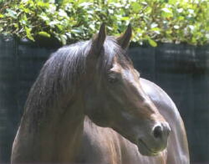 Champion sire Zabeel, sire of Caulfield Cup winner Railings