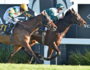 Cheval Stud's day in the sun