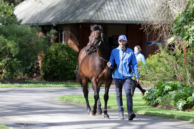 Darci Brahma has retired from commercial stud duty. - Photo: Trish Dunell