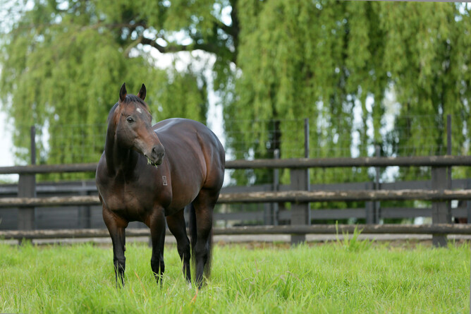 Cambridge Stud stallion Burgundy has been put down after contracting acute laminitis. Photo: Trish Dunell