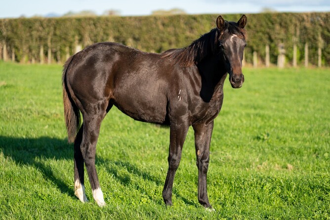 Almanzor x Diamond Like