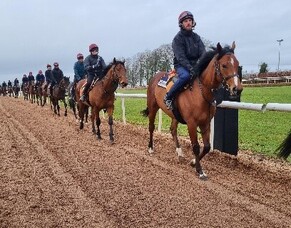 Blog: Morgan's first update from the National Irish Stud