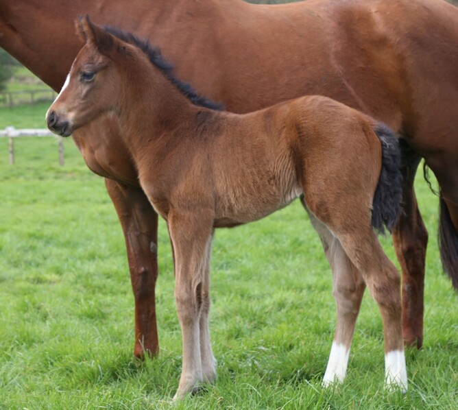 Staphanos x Hirondelle filly. Photo: Supplied