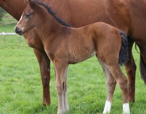First foal for Staphanos