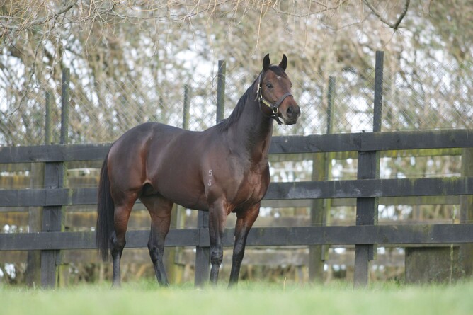 Shocking - Trish Dunell