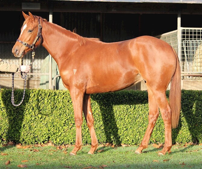 The full sister to Tofane on offer in the current Gavelhouse Plus catalogue. - Photo: Supplied