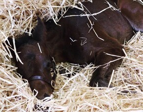 Sam Bergerson&#039;s Sunline Scholarship experience continues