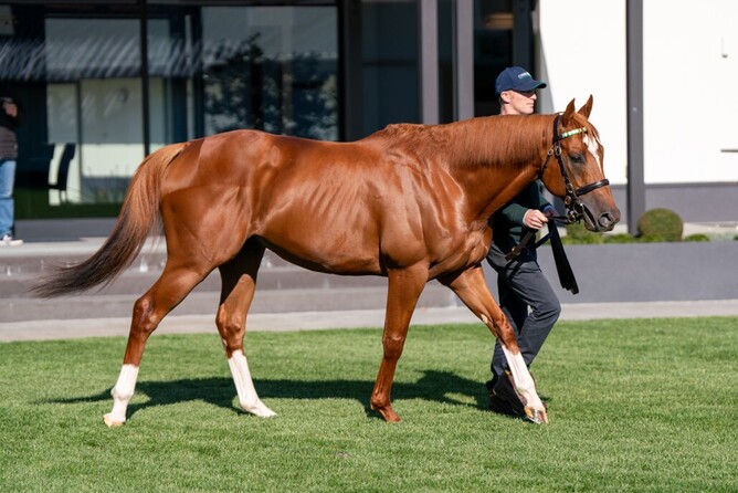 Within days of arriving at Cambridge Stud, Frankel’s classic-winning son Chaldean has settled in well ahead of his debut Southern Hemisphere season. - Photo: Supplied