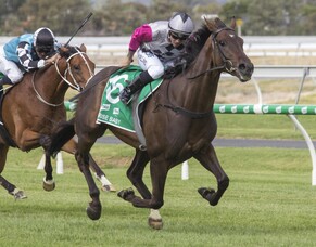 Second Cup win for breeder would be nice surprise