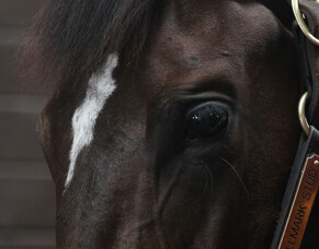 Update from the NZEHA