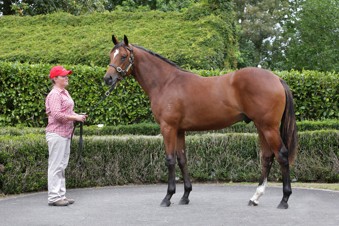 An example of a yearling conformation shot. Photo: Trish Dunell