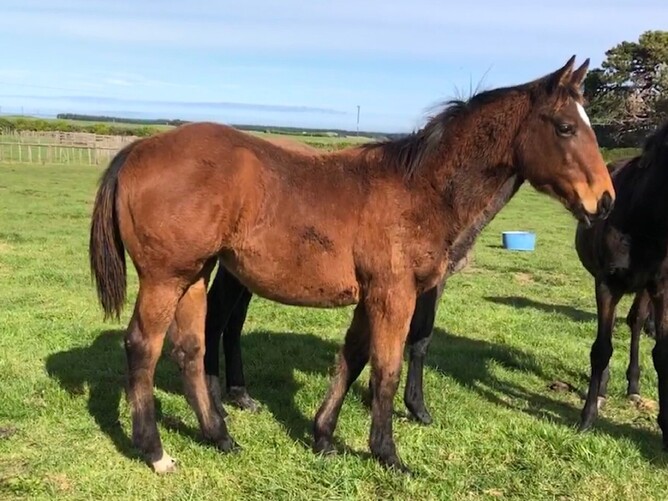 Derryn x Oceania filly