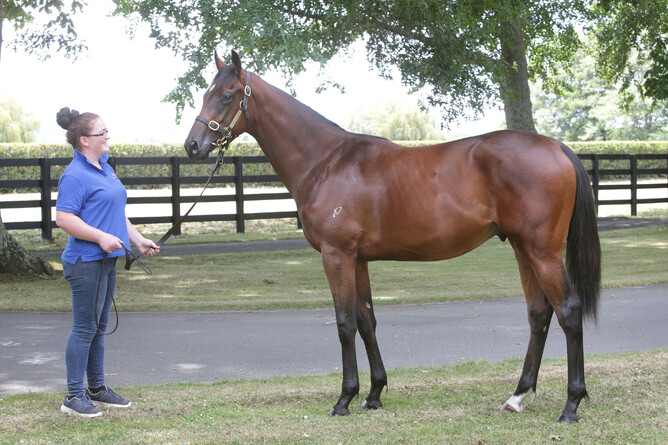 Lot 439, a colt by Tavistock out of Artistic Photo: Trish Dunell